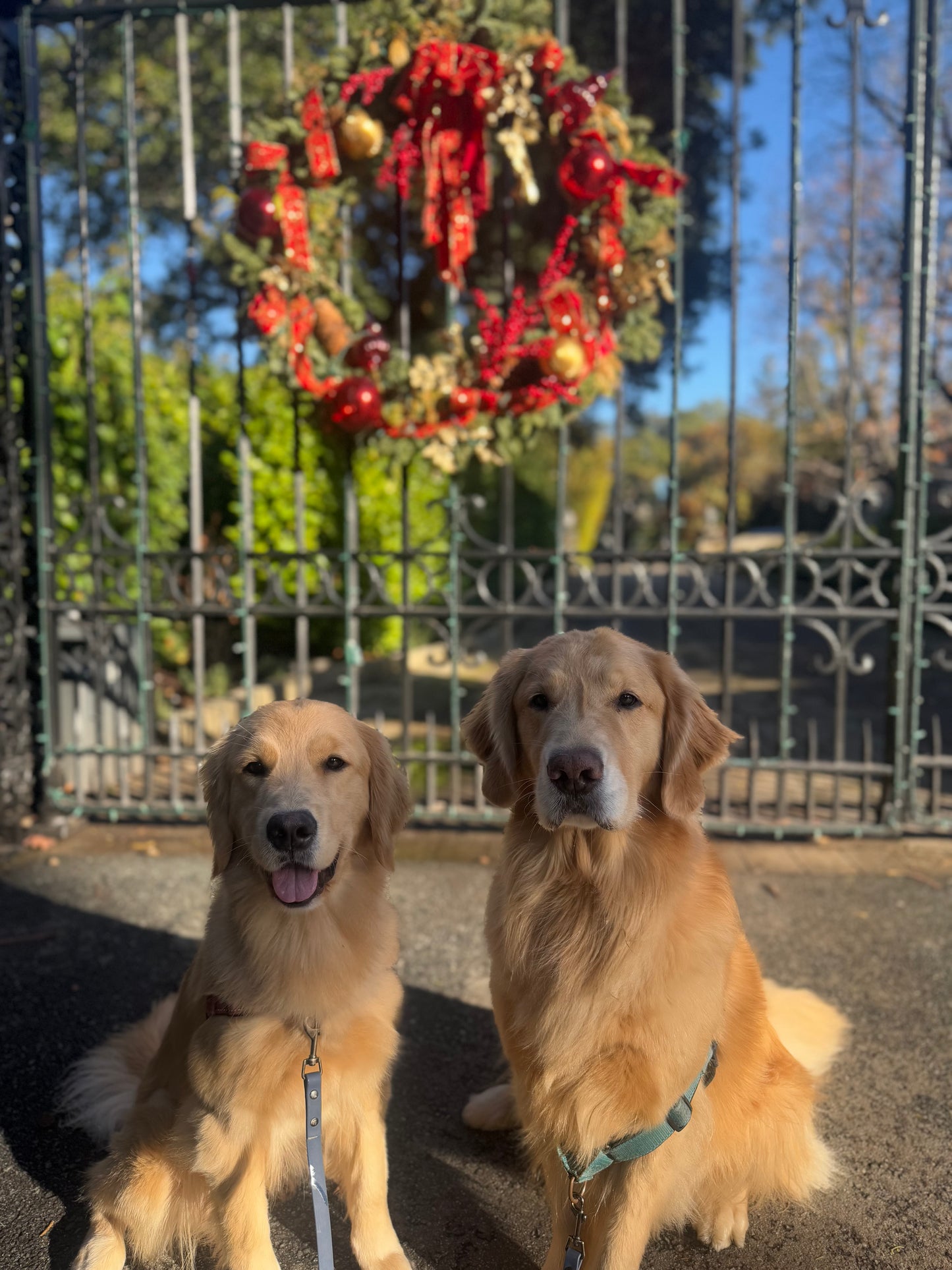 Pawfect Week Walks | Where Exercise Meets Etiquette (Monthly; 5x a Week)