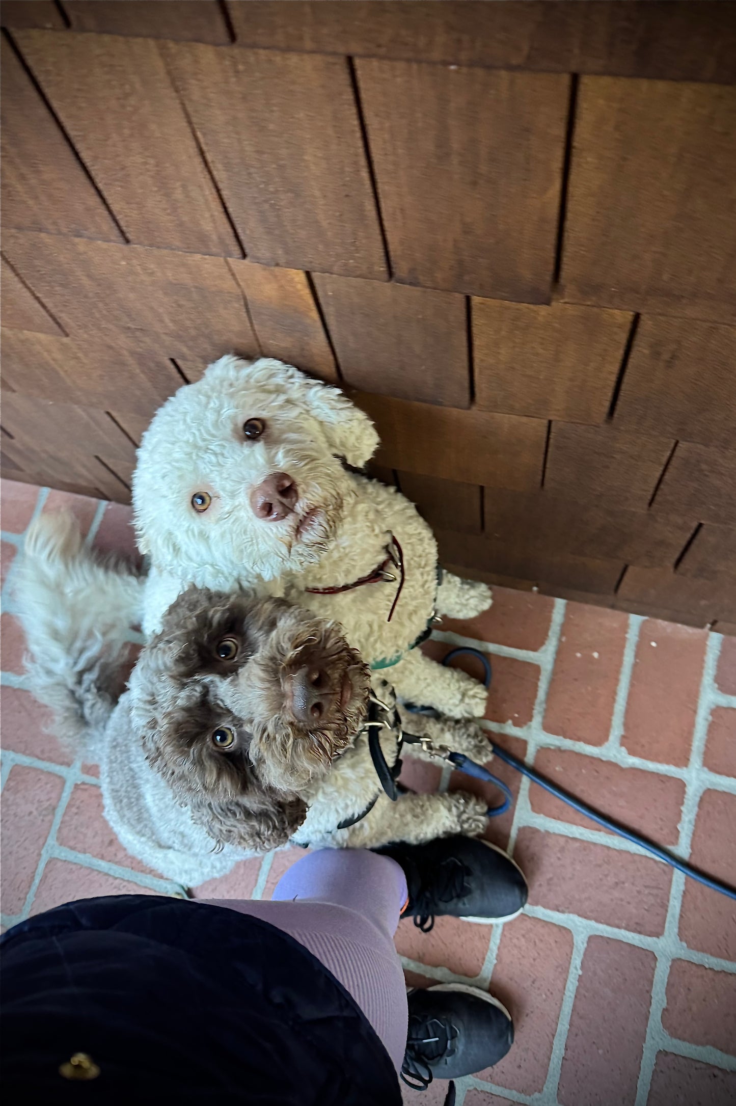 The Polished Pup Program | Tailored Training