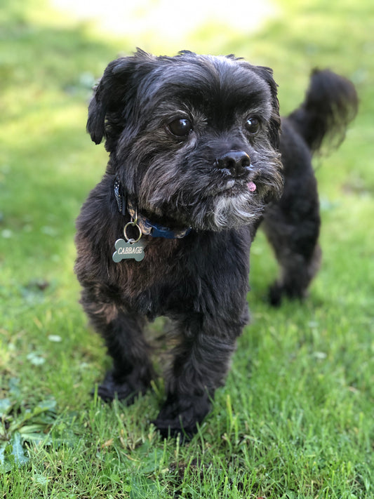 Understanding and Managing Separation Anxiety in Dogs