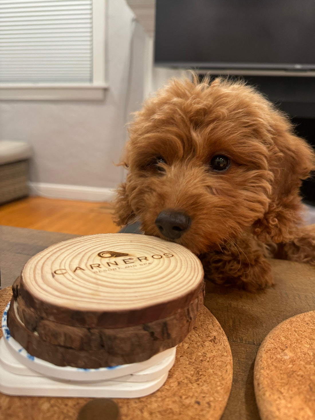 Mini goldendoodle puppy